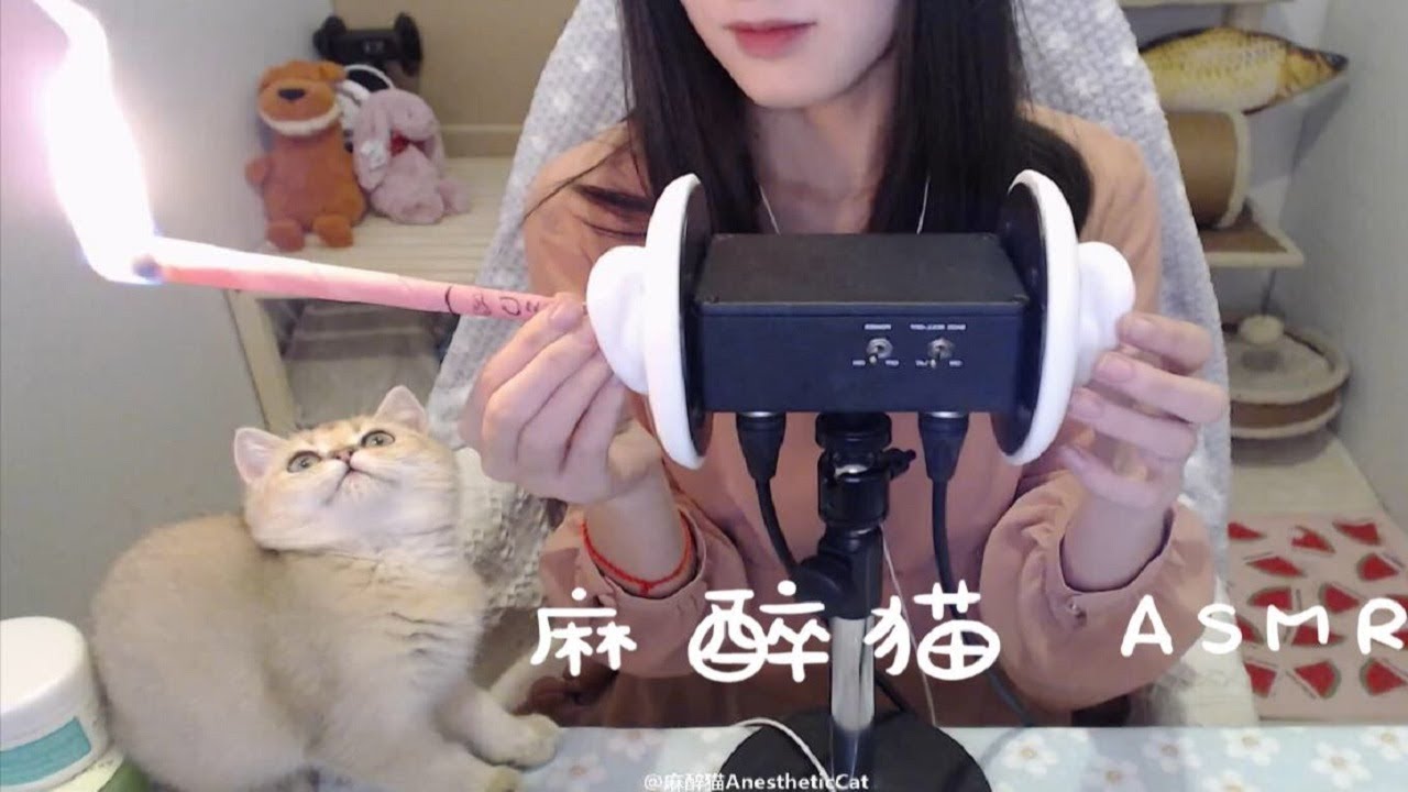 麻醉猫